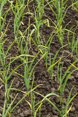 Rows of onions on the field