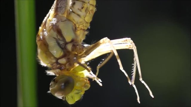 yawning dragonfly