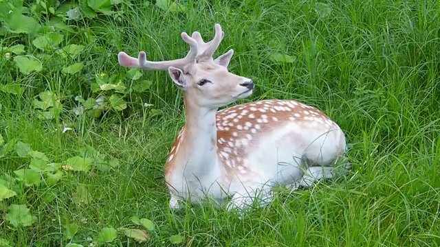 European fallow deer on the lawn eating grass