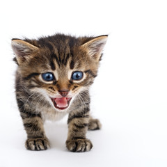 Grey striped kitten standing on a white background.