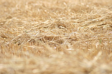 Stroh auf dem Stoppelfeld 