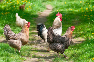 Hens and rooster