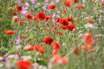 Obraz premium Mohnblumenfeld