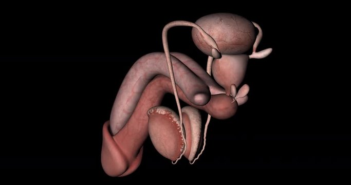Animation of Male Reproductive System Gyrating on Black Background in 4K format