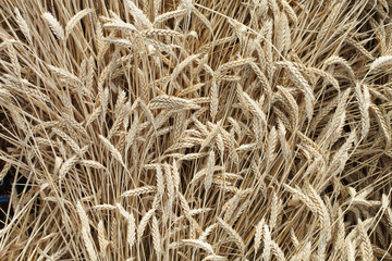 biofuel, wheat ear background with frame for text
