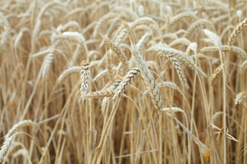 biofuel, wheat ear background with frame for text