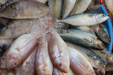 Various fresh fishes