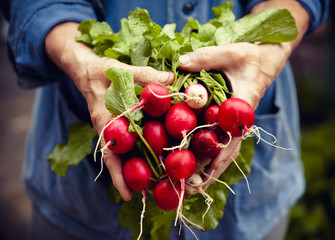 Radish harvest © Veronika Galkina