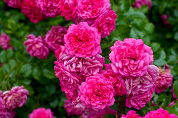 beautiful pink roses