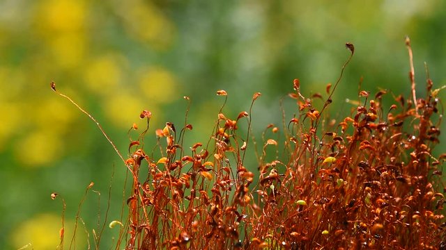 Common brown haircap moss (Polytrichum commune) moving fast after rain, covered with water drops over green, real time looks like time lapse effect, close up