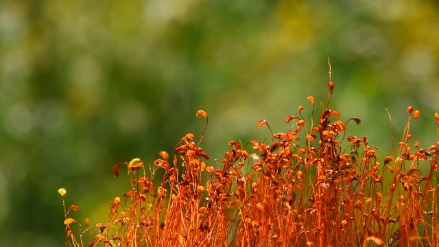 Common brown haircap moss (Polytrichum commune) moving fast after rain, covered with water drops over green, real time looks like time lapse effect, close up