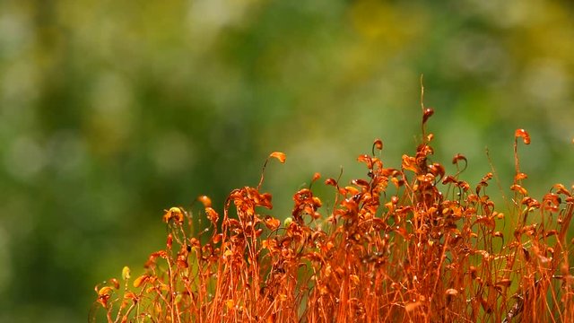 Common brown haircap moss (Polytrichum commune) moving, covered with water drops over green, rain falls, water spray, real time looks like time lapse effect, close up