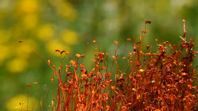 Common brown haircap moss (Polytrichum commune) slow moving after rain, covered with water drops over green, real time looks like time lapse effect, close up
