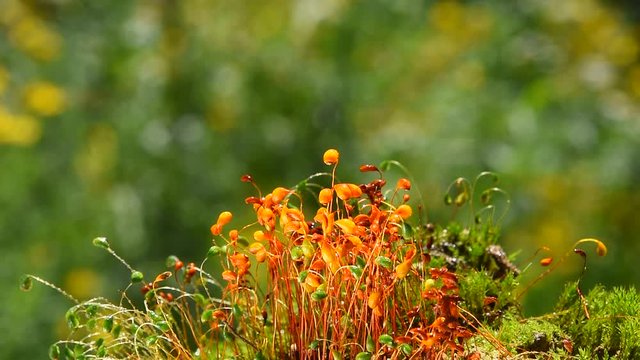 Common brown and green haircap moss (Polytrichum commune) dancing, slow moving after rain, covered with water drops, real time, close up