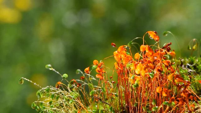 Common brown and green haircap moss (Polytrichum commune) dancing, slow moving after rain, covered with water drops, real time, close up