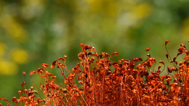 Common brown haircap moss (Polytrichum commune) moving, covered with water drops over green, rain falls, water spray, real time looks like time lapse effect, close up
