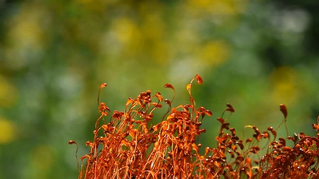 Common brown haircap moss (Polytrichum commune) moving fast after rain, covered with water drops over green, real time looks like time lapse effect, close up