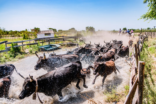 Les taureaux noirs camarguais traversant la rivi&egrave;re