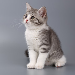 Young the striped Scottish cat on gray background.