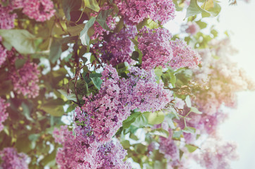 Floral spring purple lilac flower in sunlight background. Summer park outdoor abstract nature. Bloom macro pink flowers concept, soft film tonal. Eco organic and beauty season .