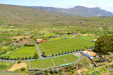 Vinedos Angola vineyard in Vilaflor Santa Cruz de Tenerife