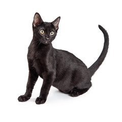 Black Cat Side View