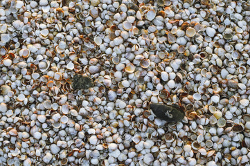 Many small seashells on the seashore background