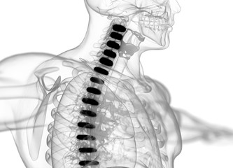 Human spine discs. 3d illustration
