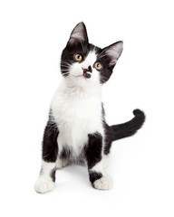 Cute Kitten With Sweet Expression