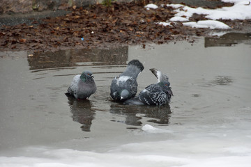 Pigeons bathing in a puddle