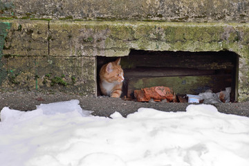 Street red cat fearfully gets out of the basement