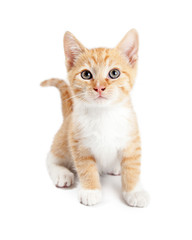 Cute Orange Tabby Kitten Isolated on White