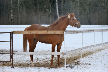 Bay horse stands in an open cage