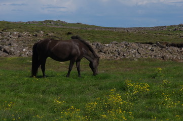 Islandpony