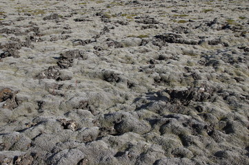 Moosüberwachsene Lava auf Island