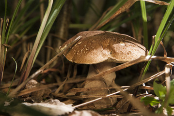 Boletus edulis in the forest. Edible mushroom