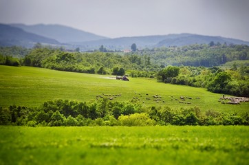 Fototapeta premium Agricultural Village Field