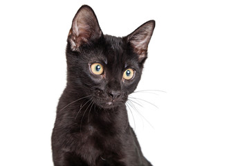 Portrait Black Kitten With Copy Space