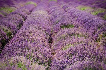 Fototapeta na wymiar Lavender Field