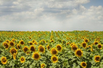 Summer Sunflower Field