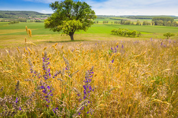 Sommerwiese Gr&auml;ser Bl&uuml;ten Landschaft selektive Sch&auml;rfe