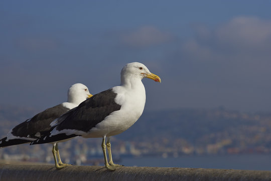 Kelp Gulls (Larus dominicanus) perching on a railing at the fish market in the UNESCO World Heritage port city of Valparaiso in Chile.