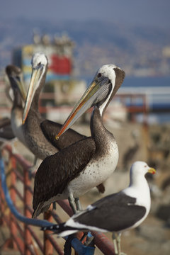 Peruvian Pelican (Pelecanus thagus) and Kelp Gull  (Larus dominicanus) perching on a railing at the fish market in the UNESCO World Heritage port city of Valparaiso in Chile.