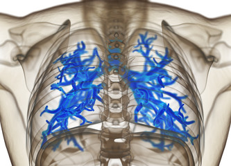 Human bronchi and trachea. 3d illustration