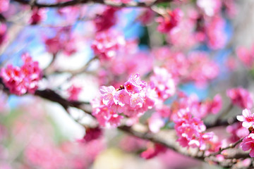 Fototapeta na wymiar Flor de cerejeira de Okinawa