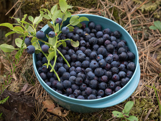 Blueberries