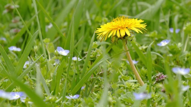 dandelion in green grass