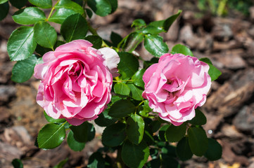 Beautiful wild pink roses