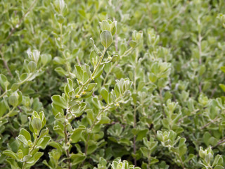 Leaves of weed as background or texture