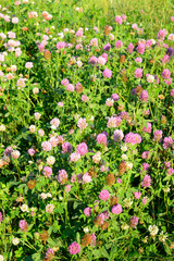 Red clover close up.